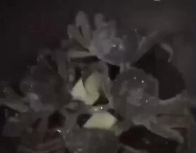twitter：大闸蟹自己跑出锅把炉子关了