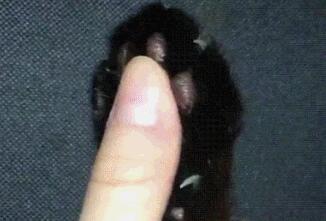 twitter：猫爪其实挺可怕的
