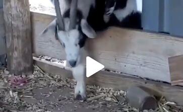 twitter：早上看到这个视频后一直笑到现在……怎么会这样呢？哈哈哈