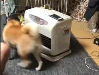 twitter：我们家的狗IQ可能只有5