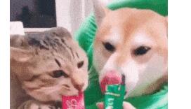 2ch：【GIF】这个姐姐的GIF真搞笑