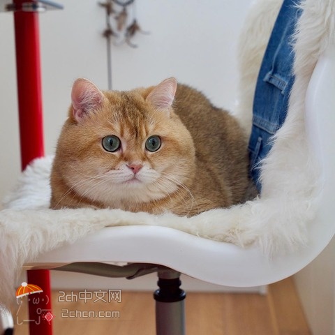 2ch：大脸猫的可爱是异常的wwww