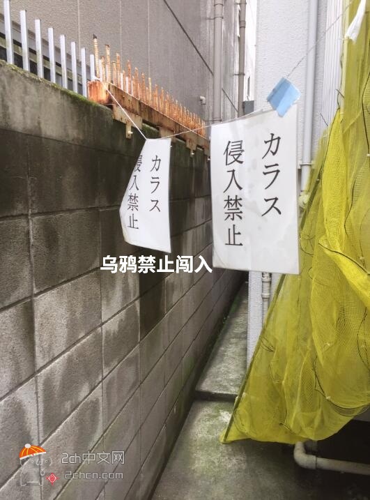 2ch：乌鸦小偷太聪明不好对付，于是有日本人想出了“天才”办法