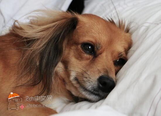 2ch：（凌晨4点）失眠的我已经在床上躺了6小时