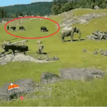 2ch：【悲报】小象其实非常脑残