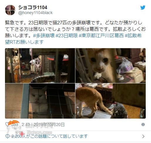 2ch：养了27只猫的家庭得了“动物囤积症”，太糟糕了