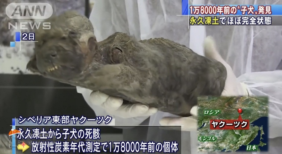 2ch：【好消息】18000年前的狗被发现了