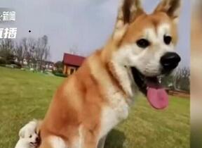2ch：中国人花3万元从日本购买的秋田犬，惨遭嘴馋同胞偷走吃掉