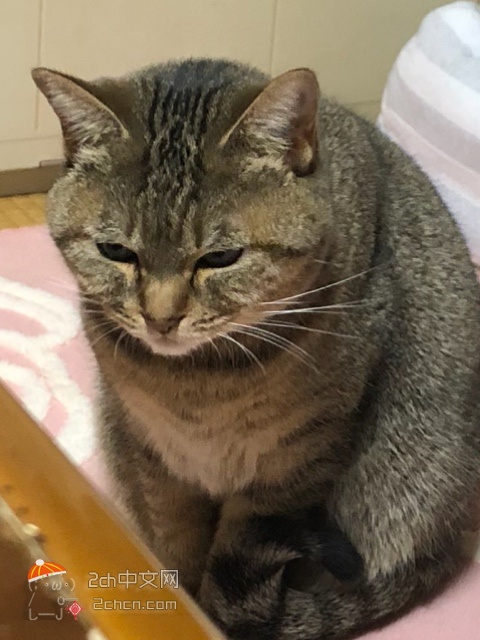2ch：我家的猫变成“黑道”猫了