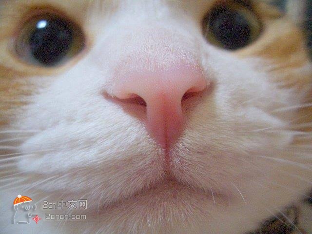 2ch：猫的舌头其实很恶心，但是大家都不知道