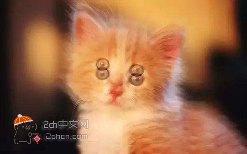 2ch：这就是散光的人晚上开高速时的视野