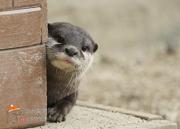 2ch：好想养只水獭……要多少钱呢？查查看吧！！