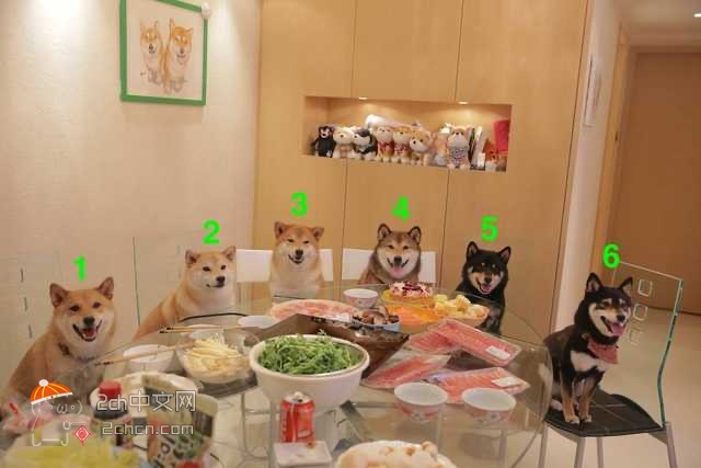 2ch：你们选择跟哪只狗狗玩？