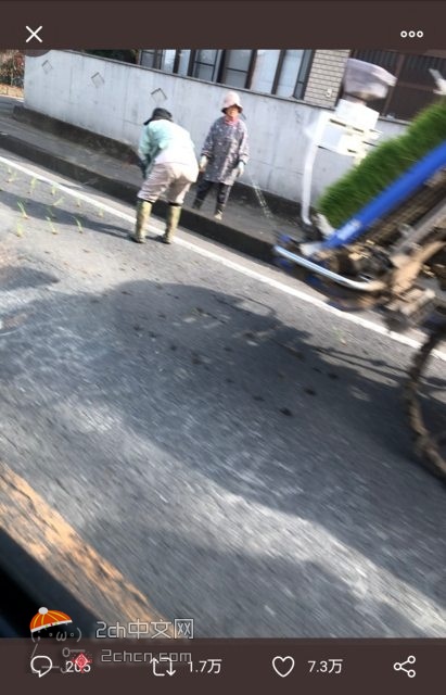 2ch：“日本老婆婆在路上插秧”获7万点赞