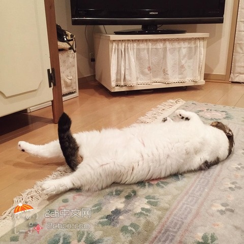 2ch：【照片】兴奋了的猫咪wwwwwww