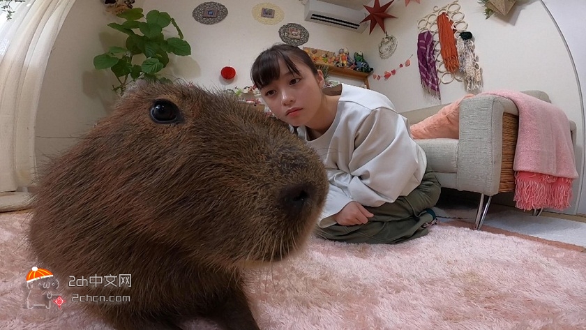 2ch：据说这就是桥本环奈（21岁）的房间wwwww