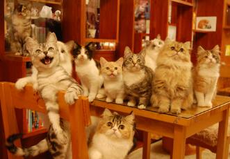 2ch：日本猫咖啡店出现非常H的女孩子