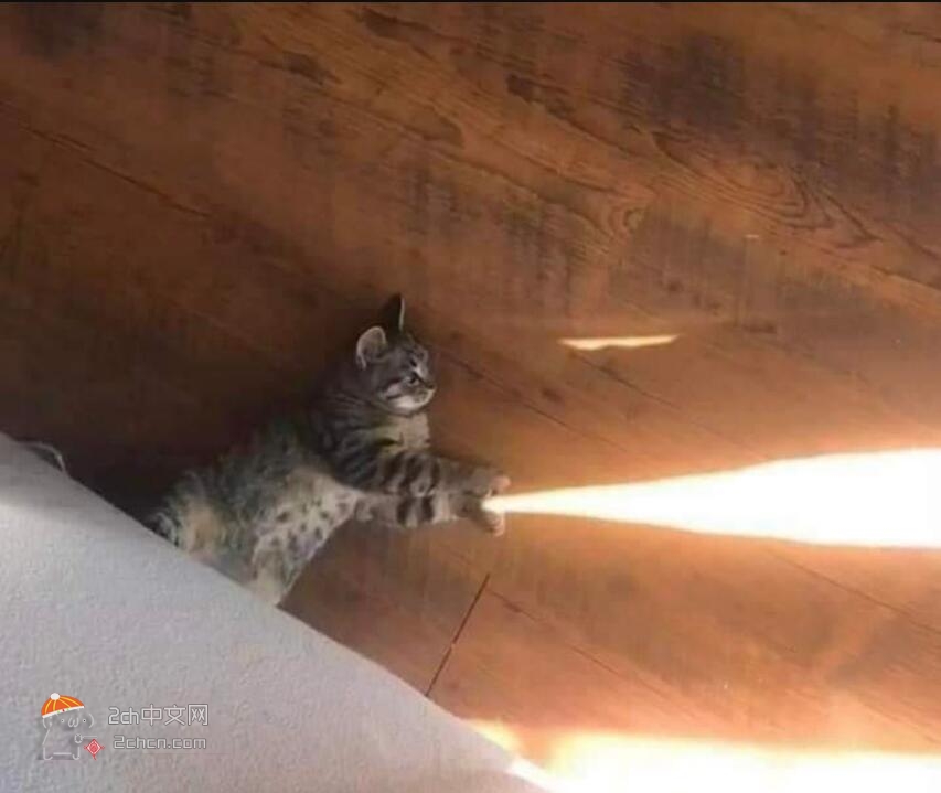 2ch：发现了一只会发射龟派气功的猫