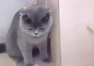 2ch：猫差点被两只老鼠杀害
