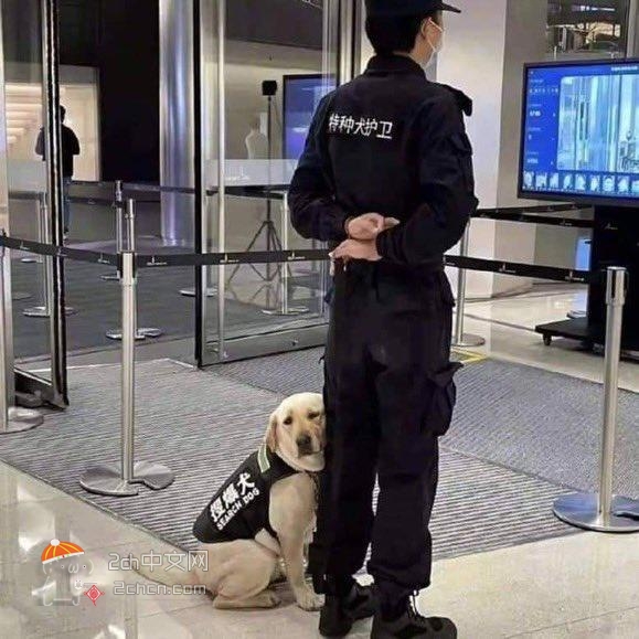 2ch：发现一只看起来完全没用的警犬www
