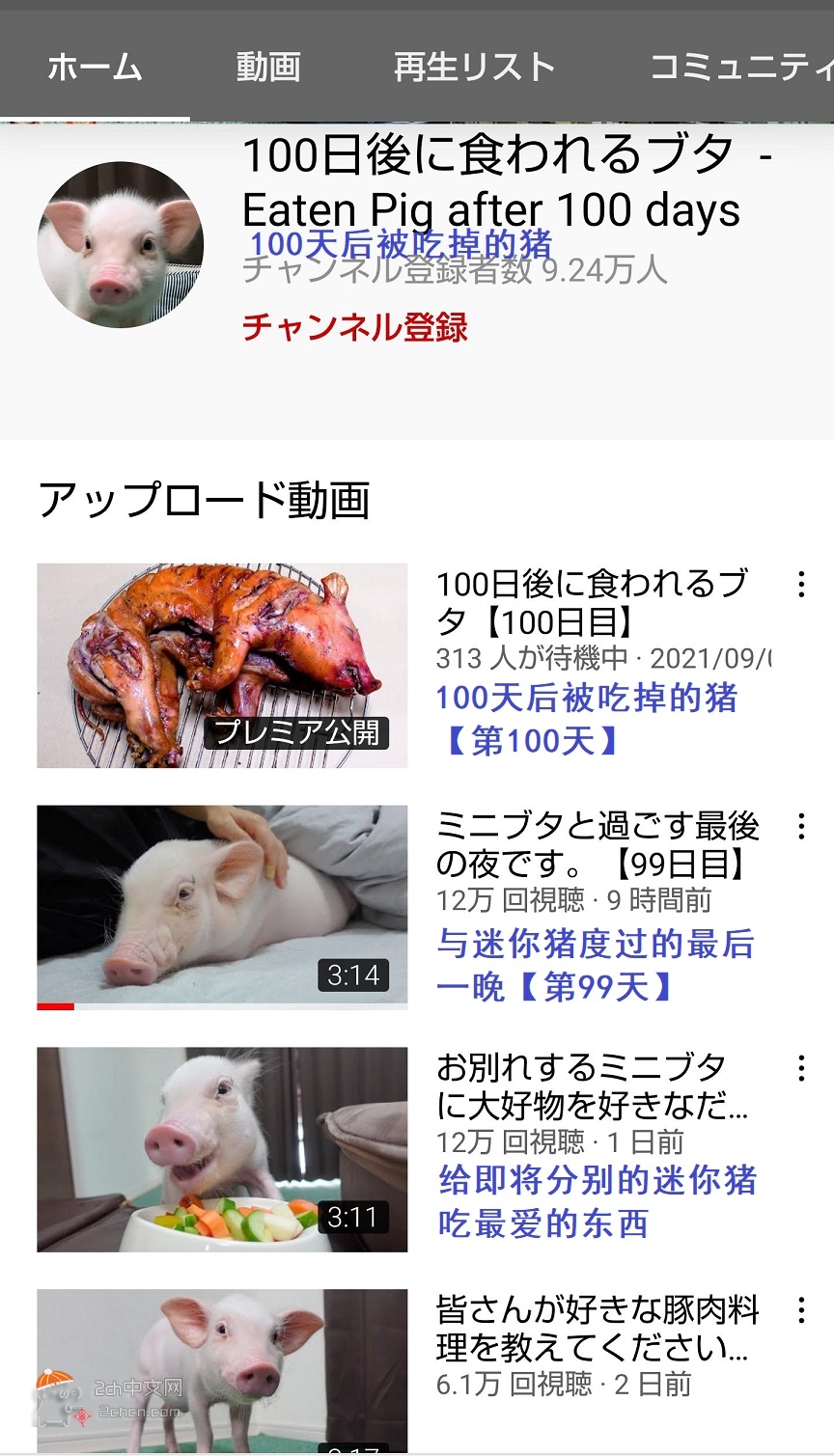 2ch：【悲报】日本“100天后将被吃掉的猪”到第100天的结果wwwww