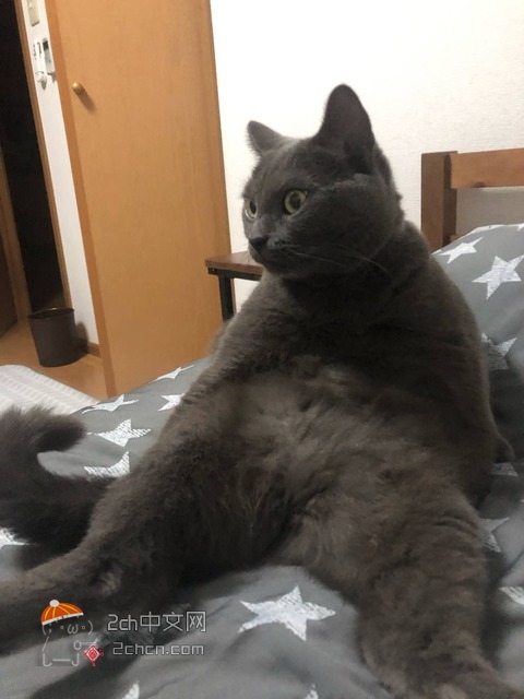 2ch：我家的猫（6.5千克）终于有了胖子特有的坐姿……