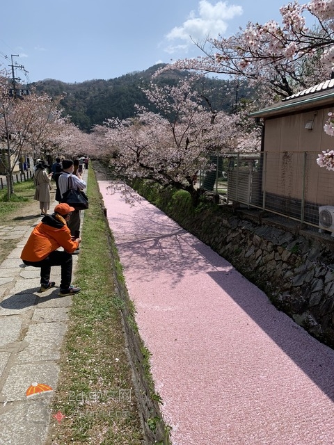 2ch：【悲报】樱花不断地污染河流
