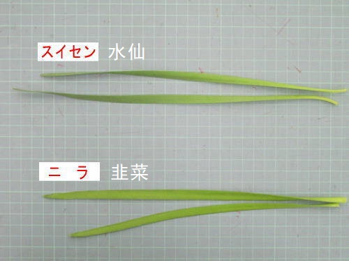 2ch：【京都】误把水仙当韭菜用于校园餐引发食物中毒，12名儿童呕吐和发热