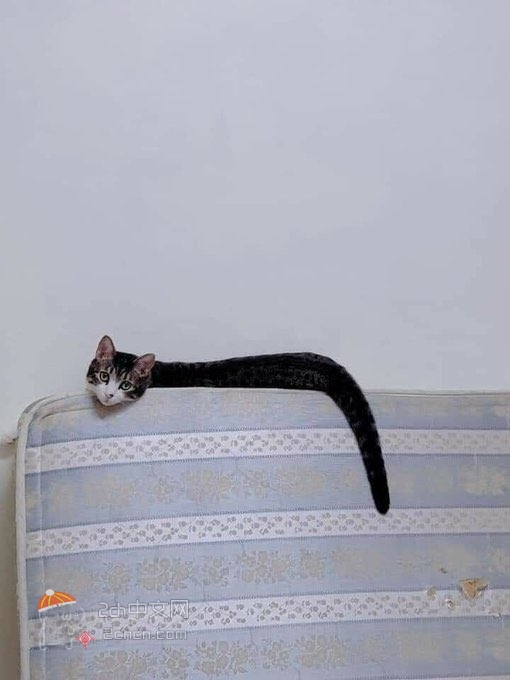 2ch：发现了像蛇一样的猫