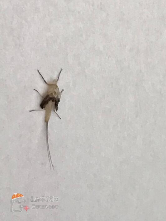 日本2ch网民：发现一只奇怪的虫子