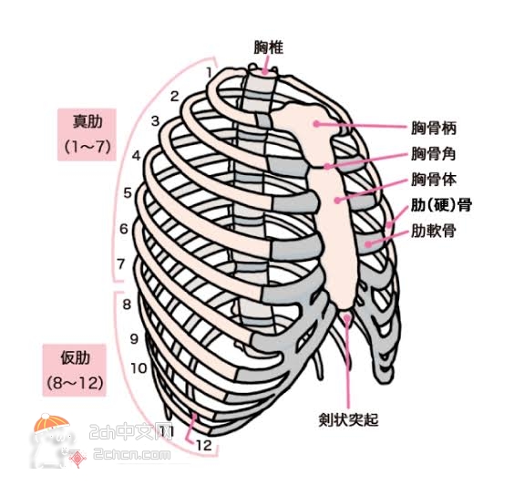 2ch：【悲报】日本人不知道肋骨有多少根……