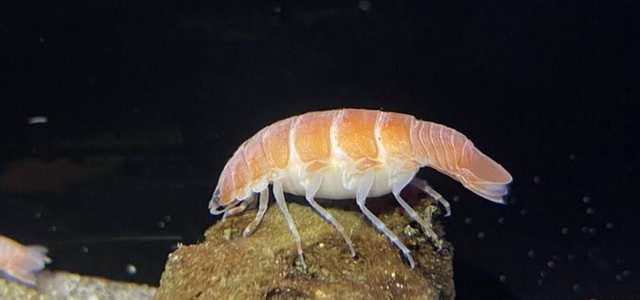 2ch：发现了像寿司一样的生物