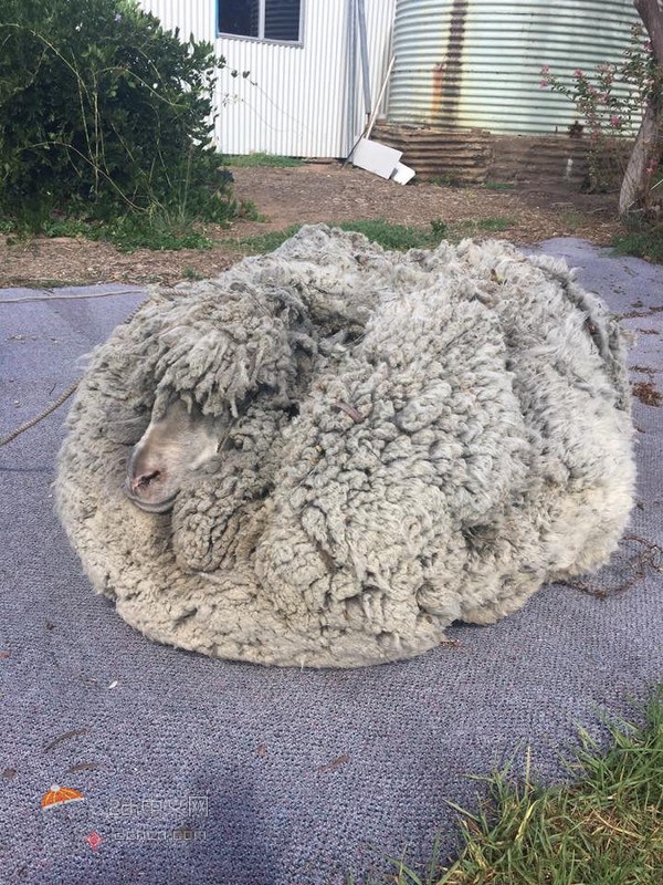 2ch：6年没有剃毛的羊wwww🐏