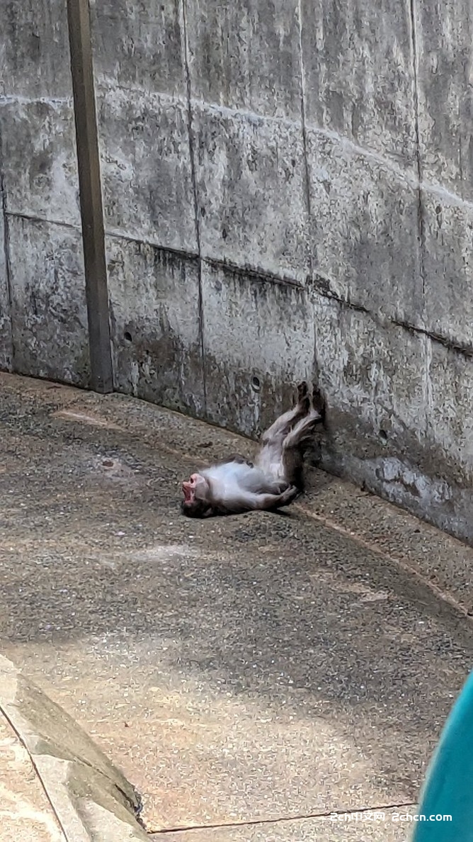 2ch：这就是35度炎炎烈日下的猴子wwww
