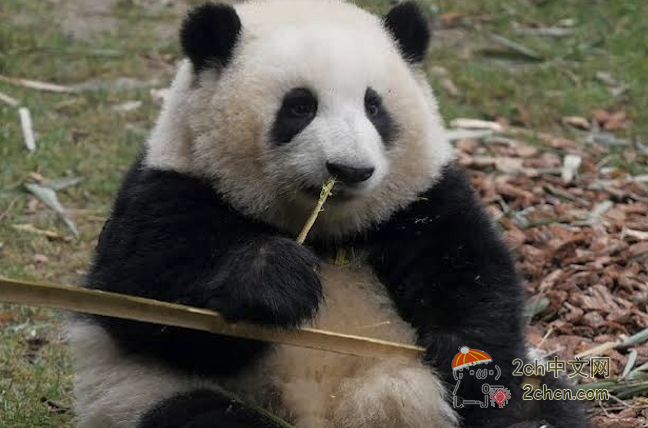 2ch：中国「以后想看熊猫请来中国！」台湾问题致使日本租借大熊猫无望