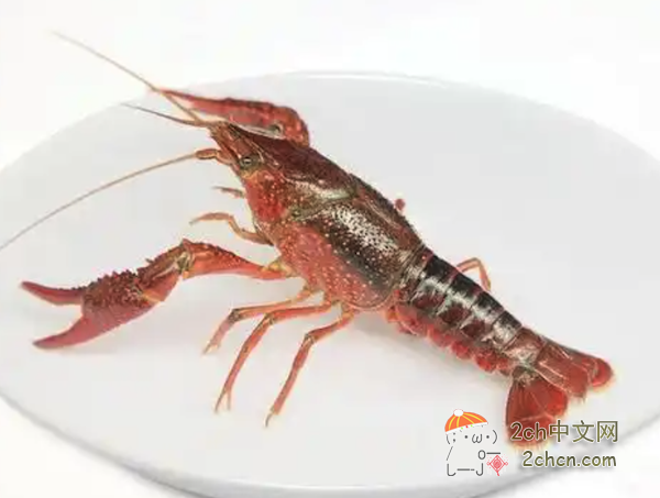 2ch：来聊聊中国的人气美食小龙虾