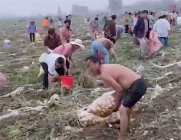 2ch：中国人种植的土豆被大量村民抢夺