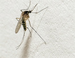 2ch：中国开发了蚊子大小的军事侦查无人机