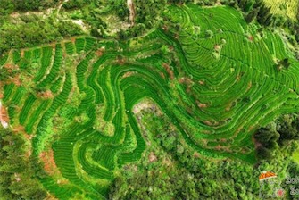 2ch：中国引进日本抹茶技术，大规模生产抹茶反向出口日本