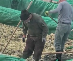 中国酸菜工厂的工人在酸菜池中抽烟吐痰 日本网民：没事，那是出口到日本的