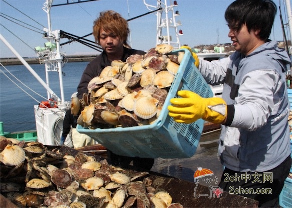 2ch：日本扇贝正式恢复出口中国
