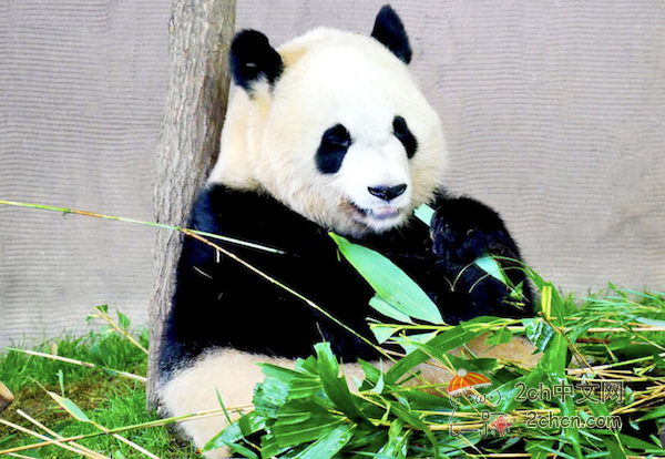 2ch：【🐼🇨🇳】「高市早苗VS中国」会导致日本再无大熊猫吗？上野动物园「距离熊猫归还期限仅剩3个月……」