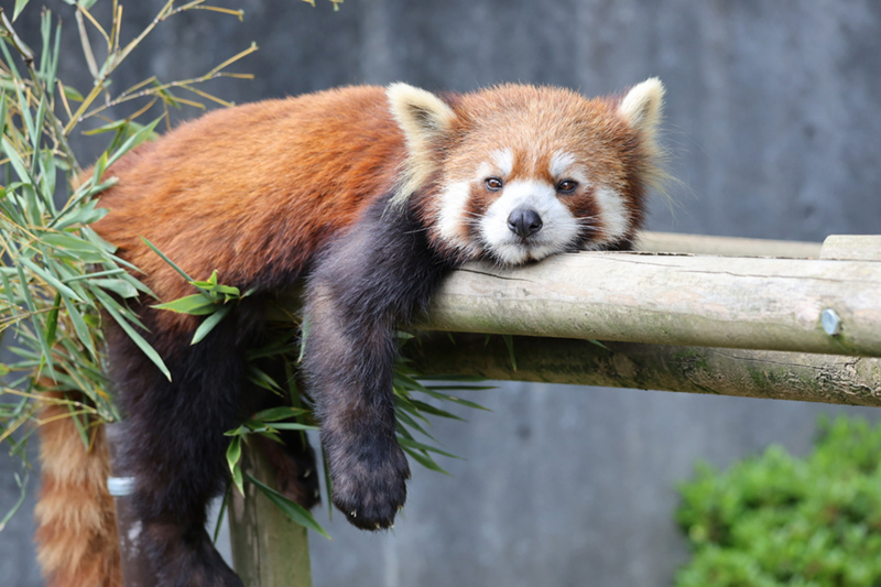 2ch：大熊猫即将回中国，日本人天还没亮就排起长队，动物园开门时已有3600人等候