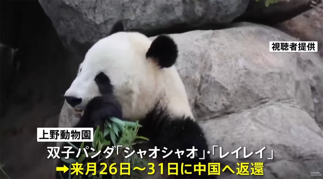 2ch：大熊猫即将回中国，日本人天还没亮就排起长队，动物园开门时已有3600人等候