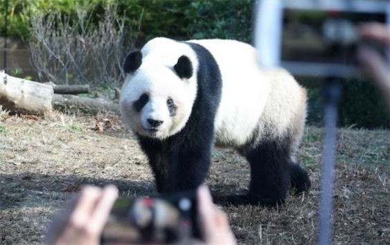 2ch：70%的日本人认为无需就熊猫重返日本一事游说中国