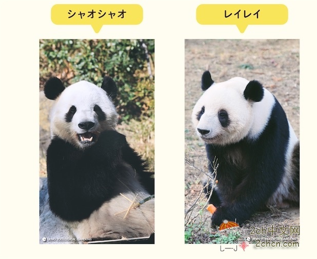 日本教授:日本失去大熊猫,将每年损失195亿日元