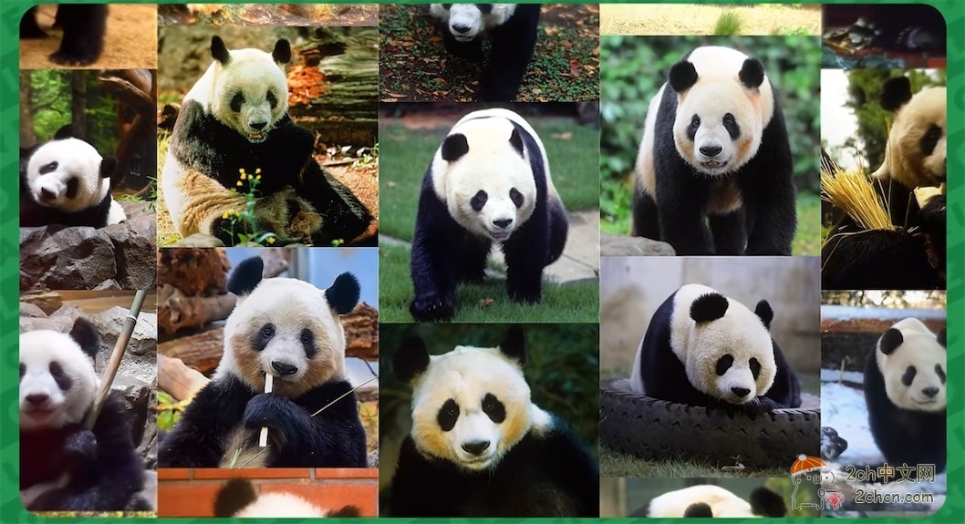 日本教授:日本失去大熊猫,将每年损失195亿日元