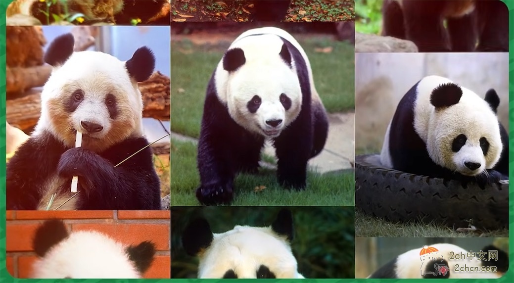 日本教授:日本失去大熊猫,将每年损失195亿日元