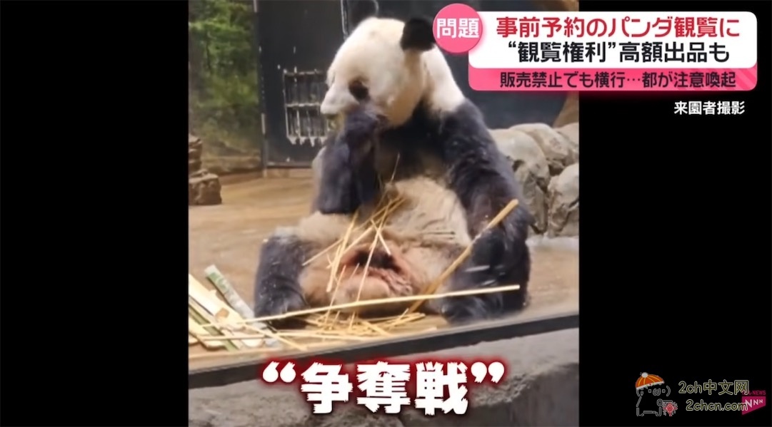 日本人开始了“熊猫预约争夺战” 黄牛在网上高价倒卖