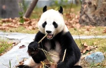 2ch：中国可能会租借新的大熊猫给韩国，日本网民酸了
